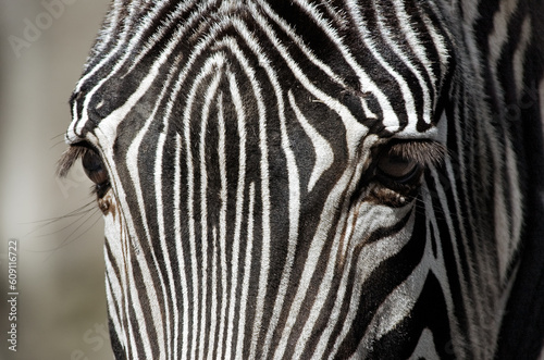Fototapeta Naklejka Na Ścianę i Meble -  Portrait of a Zebra