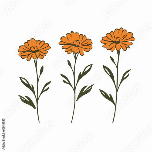 Striking marigold outline illustration with clean strokes.