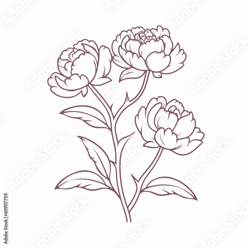 Sophisticated peony illustration in a vector format.