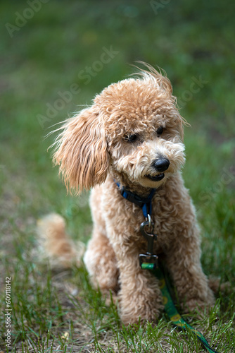 Portrait of a cute caramel mini poodle on a green background.