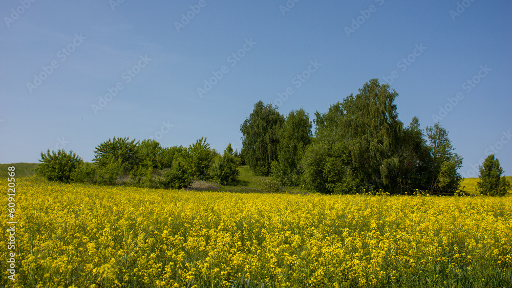 Summer landscape. An island of green trees in a yellow field of blooming rapeseed.