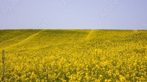 Summer landscape. Yellow-green field of blooming rapeseed against the blue sky.