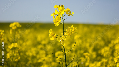 Bright yellow rapeseed flower on a blurred background of a rapeseed field. A barely noticeable insect flies up to the flower.