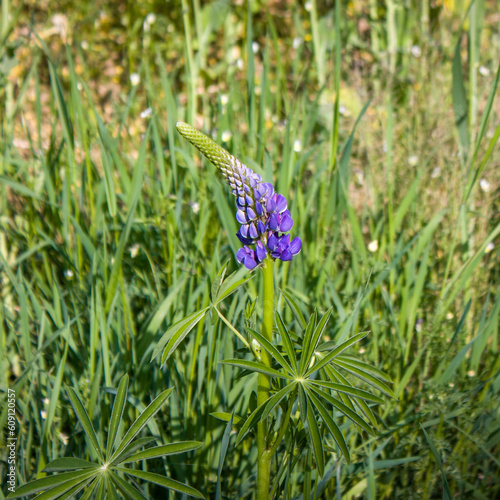 Summer background. Blue wild lupine flower.