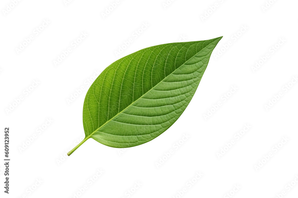 Fototapeta premium Leaf isolated transparency background.Generative AI 