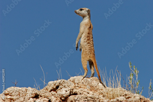 Alert suricate (meerkat) on the lookout, Kalahari, South Africa © Designpics