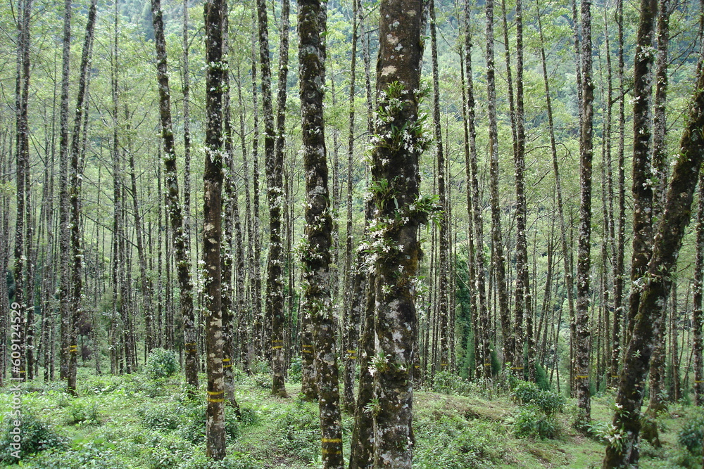 Obraz premium Celogyne orchids of Kalimpong ,Darjeeling