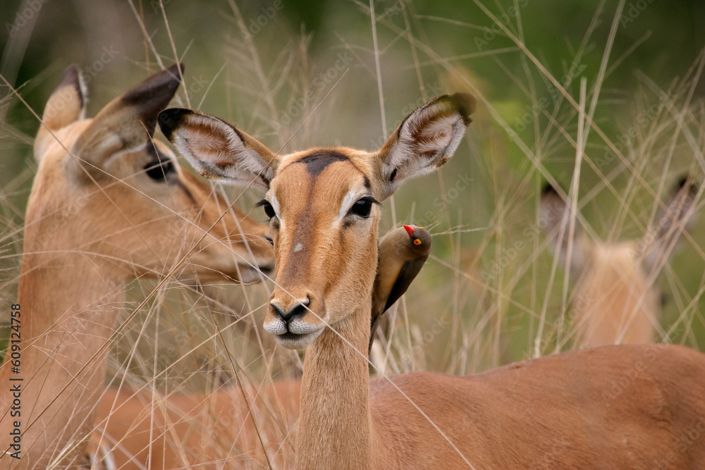 Portrait of a female impala with oxpecker bird, Kruger National Park, South Africa