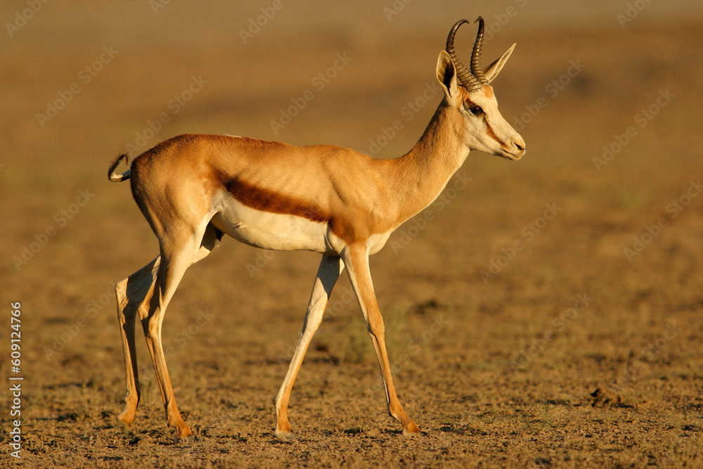 A Springbok antelope, Kalahari, South Africa A Springbok antelope, Kalahari, South Africa