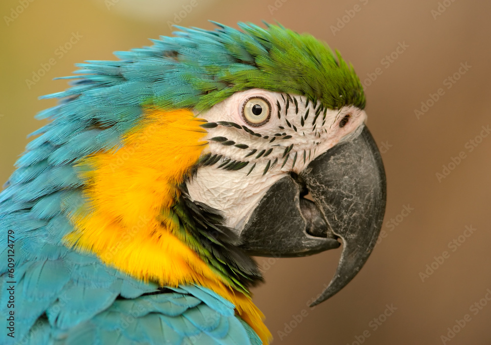 Naklejka premium Portrait of a brightly colored Macaw