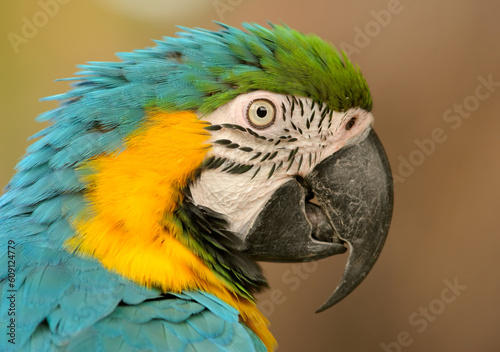 Portrait of a brightly colored Macaw