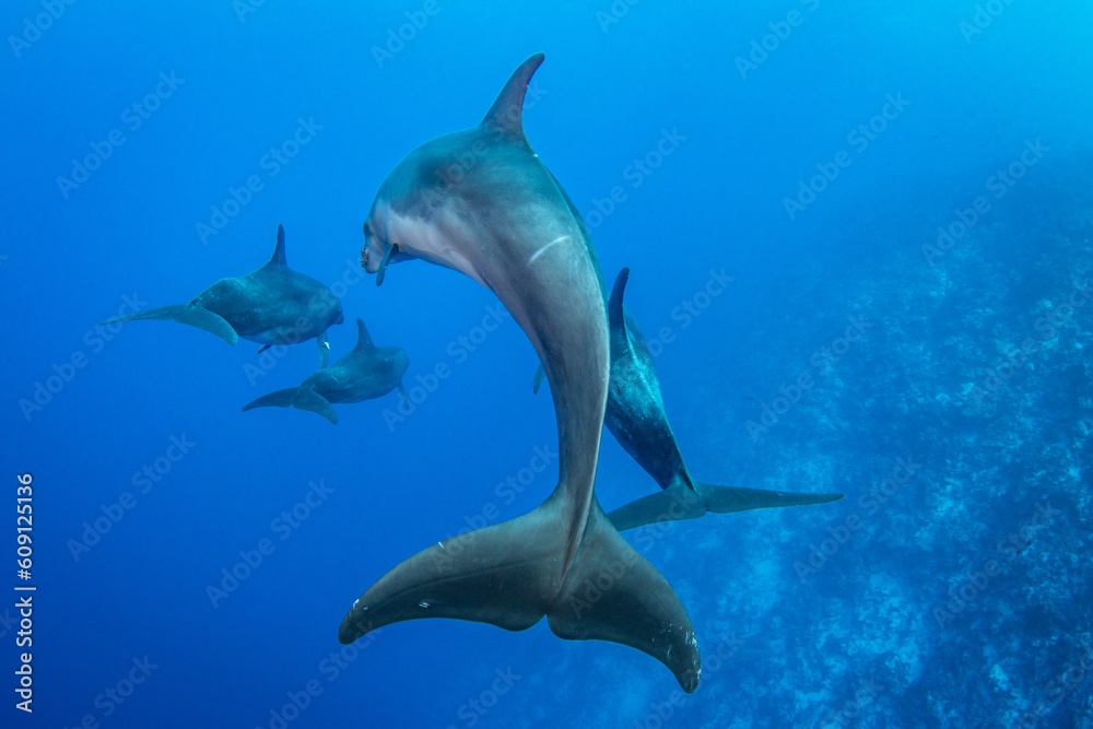 Fototapeta premium Bottlenose Dolphins, French Polynesia 
