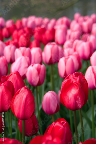 pink and red tulips in a park