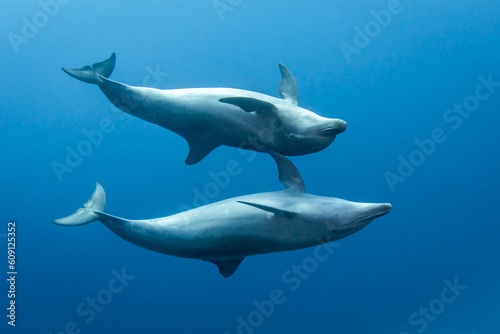 Bottlenose Dolphins, French Polynesia
