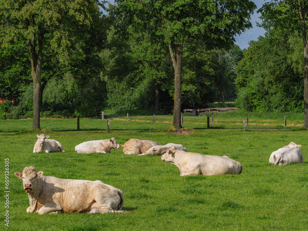 Kühe im westlichen Münsterland Kühe im westlichen Münsterland