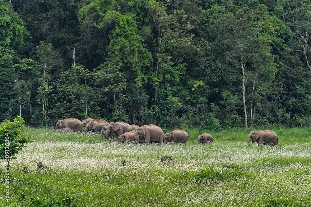 Herd of Khao Yai elephants grazing in the grasslands of Khao Yai National Park, Thailand, Herd of wild elephants in the tropical forest of Khao Yai National Park. Herd of Khao Yai elephants grazing in the grasslands of Khao Yai National Park, Thailand, Herd of wild elephants in the tropical forest of Khao Yai National Park.
