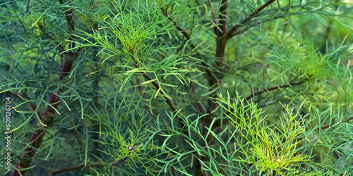 green moss on the ground