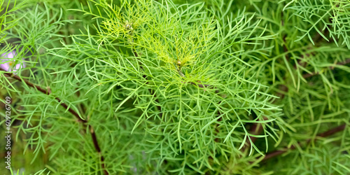 grass with dew drops