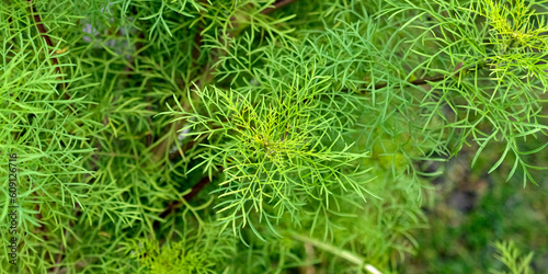 green moss on the ground