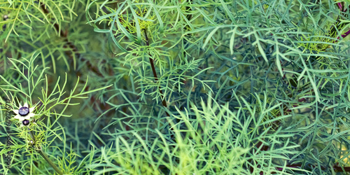 grass with drops