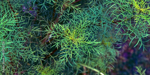 green moss on the ground