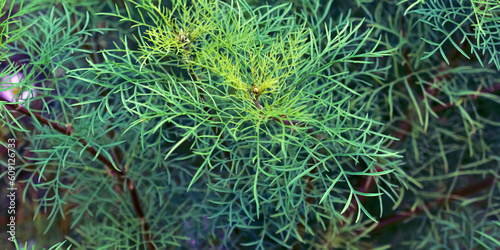 green moss on the rock