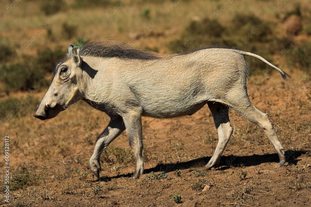 Fototapeta premium Warthog running along in the african plain. Hairy and ugly creatures.