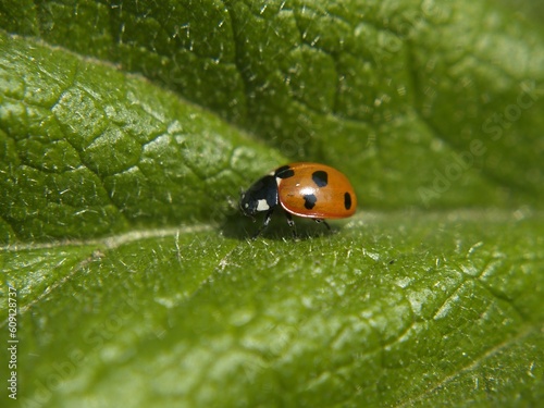 A spotted ladybird, on a search for breakfast perhaps.