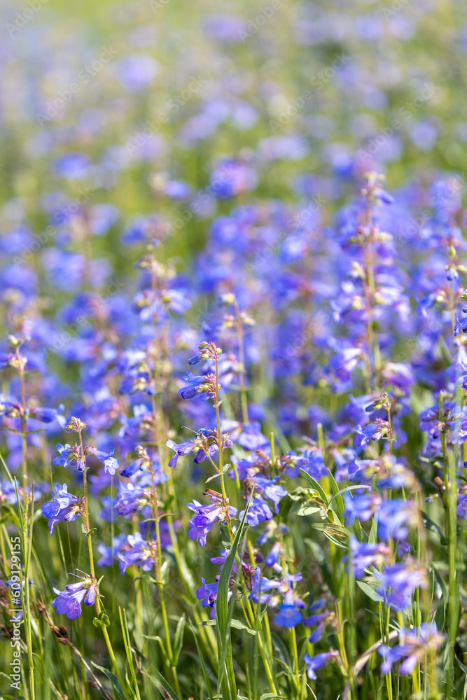 Boulder Colorado Wild Flowers Summer 2023 Boulder Colorado Wild Flowers Summer 2023
