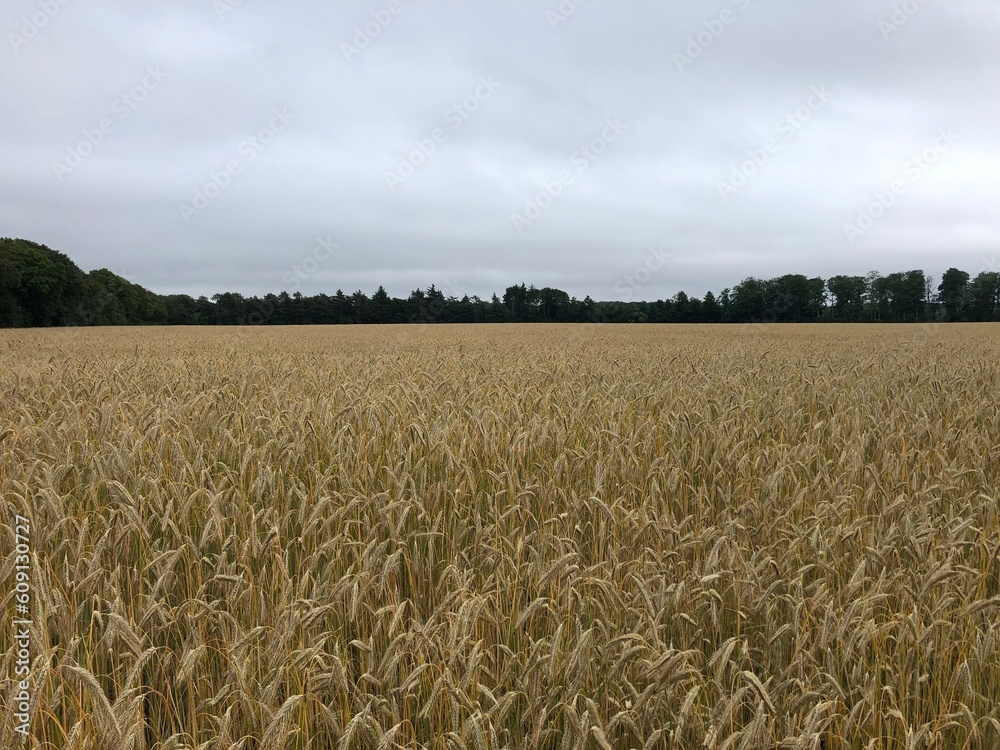 Naklejka premium golden wheat field