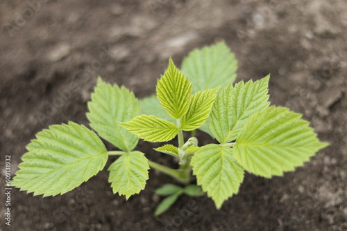 raspberry sprout 