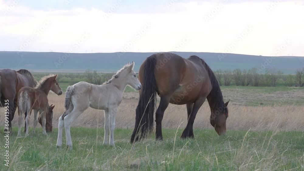A herd of horses grazes through the pasture against the backdrop of mountains and a blue sky. A herd of horses grazes through the pasture against the backdrop of mountains and a blue sky.