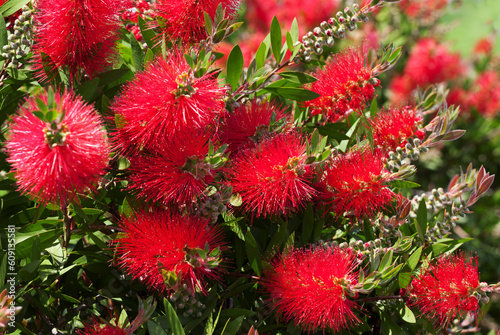 Fotografia Blossoming flowers of beautiful callistemon