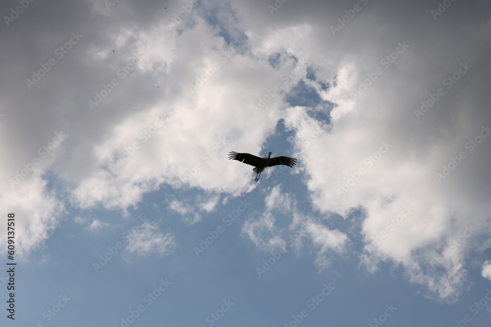 stork in flight