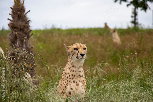 guépard, cheetah