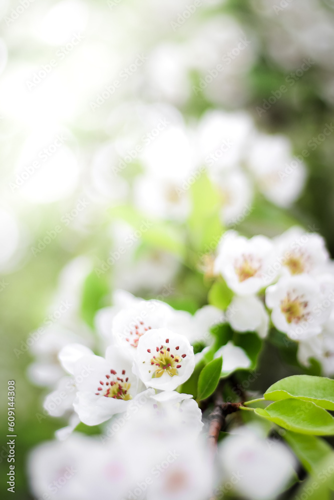 flowers flowers