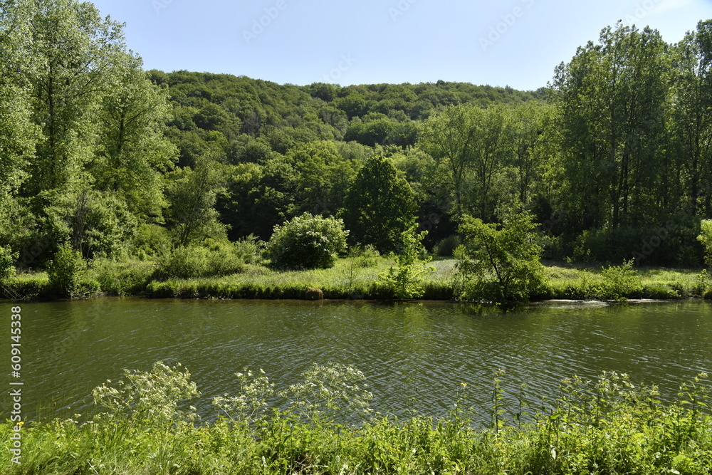 La végétation sauvage le long de la Sambre à Landelies (Montigny-le-Tilleul) La végétation sauvage le long de la Sambre à Landelies (Montigny-le-Tilleul)