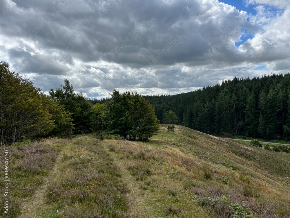 moor and hills with heather and trees moor and hills with heather and trees