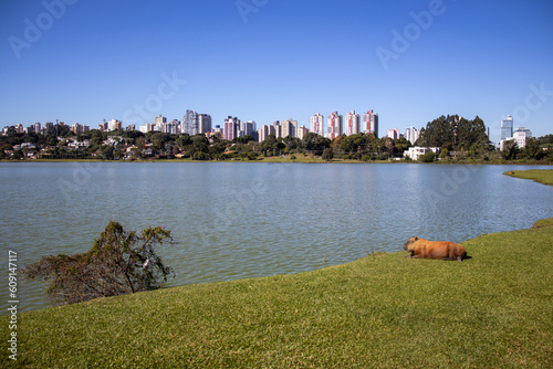 Capivara Parque Barigui Curitiba Paraná Brasil - Capybara sunbathing in Barigui park in Curitiba Parana Brazil photo