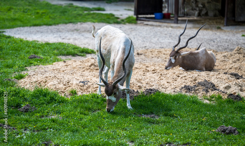 One Addax nasomaculatus lies in the sand and the other stands on the grass
