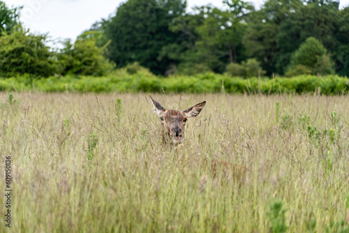 Deer in the Richmond Park, London, England.