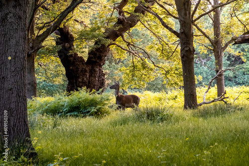 Deer in the Richmond Park  London  England.