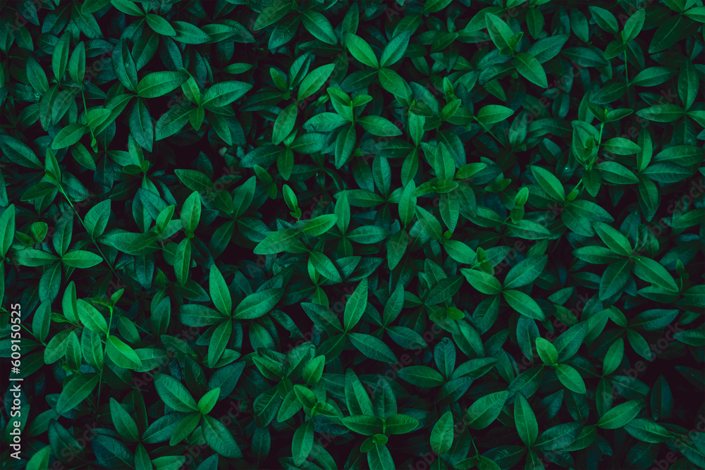 Fresh green leaves covering the wall. Natural green background from young green leaves. Fresh green leaves covering the wall. Natural green background from young green leaves.