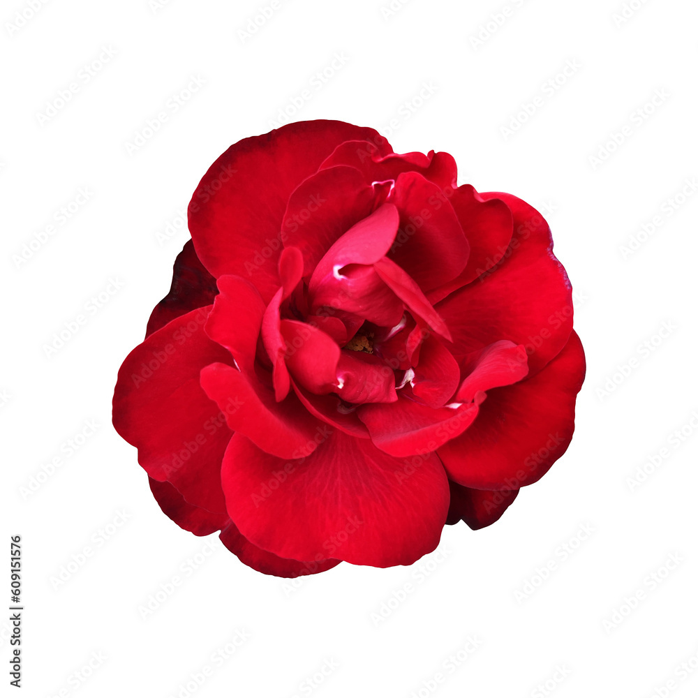 Red isolated rose without leaves delicate flower branch, cutout object for decor, design, invitations, cards, soft focus and clipping path Red isolated rose without leaves delicate flower branch, cutout object for decor, design, invitations, cards, soft focus and clipping path