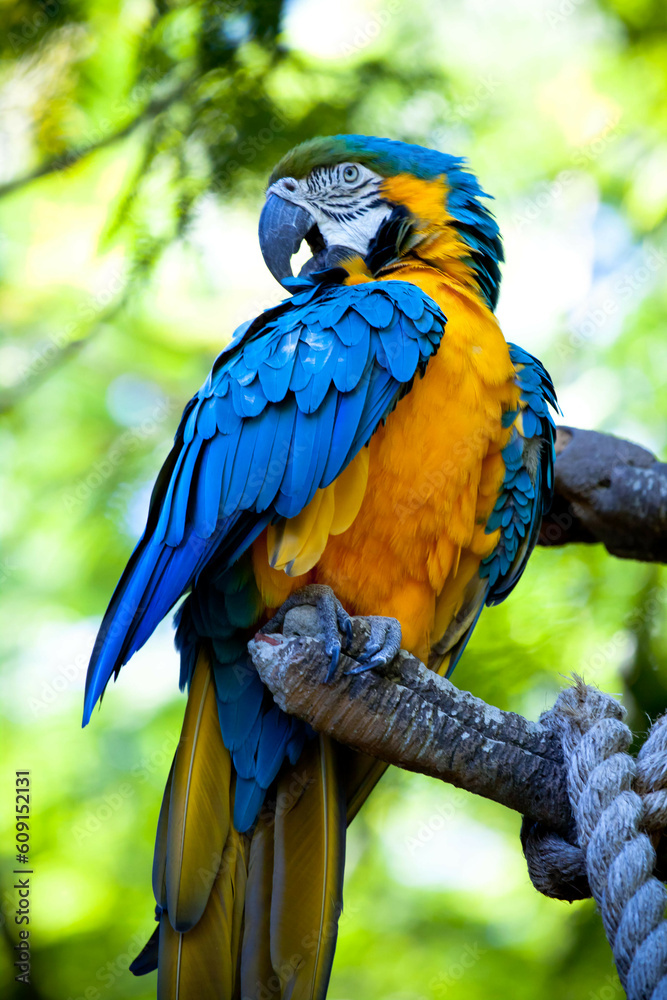 Obraz premium blue and yellow macaw