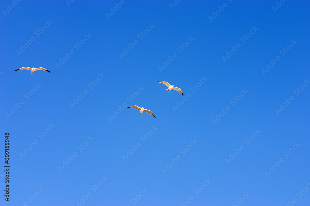 Flying seagulls
