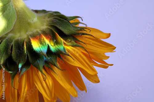 sunflower photo