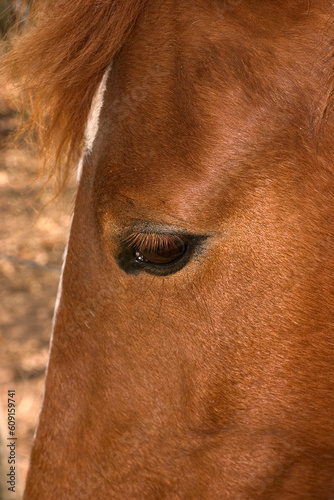 Abstract horse head with eye