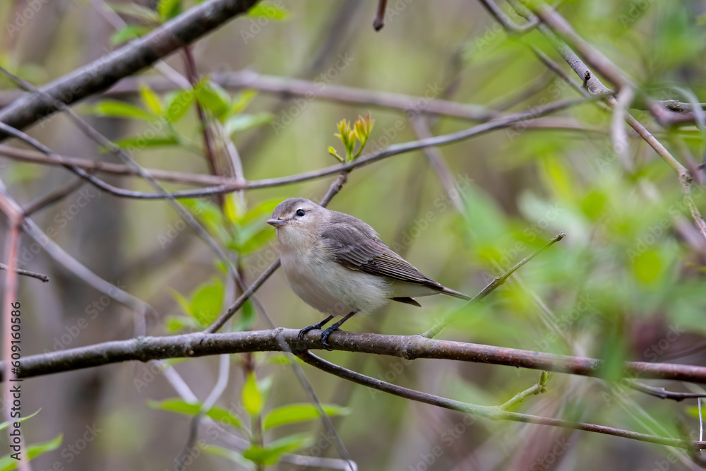 Warbling Vireo in a dense forest canopy during migration.  Its rich song is a common sound in many parts of central and northern North America during summer. 