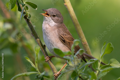 Common whitethroat or greater whitethroat - Curruca communis perched and singing with green background. Photo from nearby Mragowo in Masuria in Poland